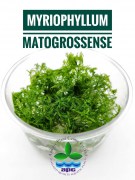 Myriophyllum Matogrossense